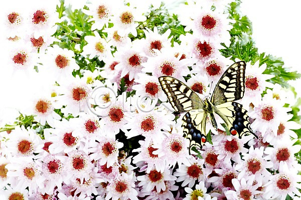 사람없음 JPG 포토 계절 곤충 꽃 나비 동물 봄 산호랑나비 소국 스튜디오촬영 식물 실내 자연 한마리 흰색