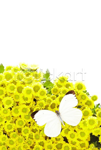 사람없음 JPG 포토 계절 곤충 꽃 나비 노란색 동물 봄 부니아에큰흰나비 소국 스튜디오촬영 식물 실내 자연 한마리 흰색