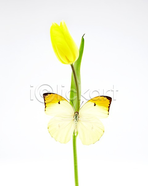 사람없음 JPG 포토 계절 곤충 꽃 나비 노란색 동물 봄 스튜디오촬영 식물 실내 에니페노랑나비 자연 튤립 한마리 한송이