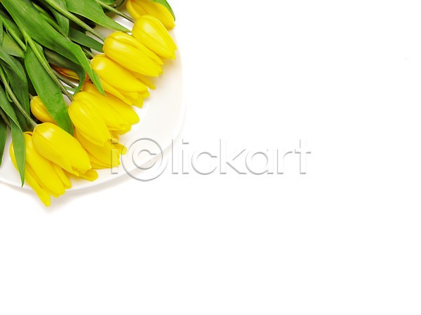 사람없음 JPG 포토 계절 꽃 노란색 봄 스튜디오촬영 식물 실내 여러송이 자연 접시 튤립