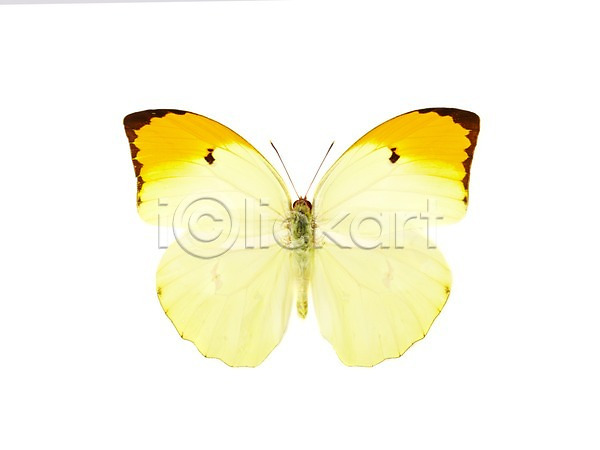 사람없음 JPG 포토 계절 곤충 나비 노란색 동물 봄 스튜디오촬영 실내 에니페노랑나비 자연 한마리