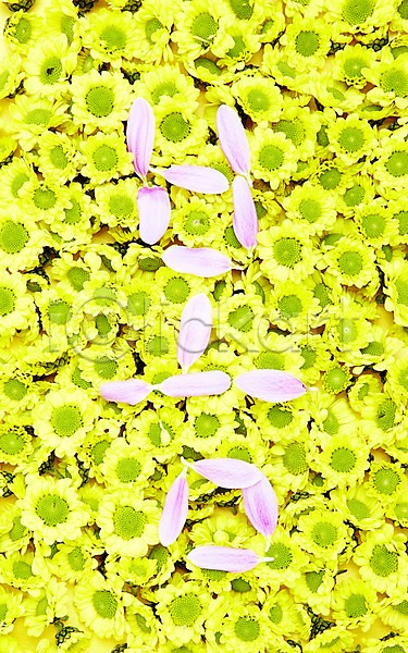 사람없음 JPG 포토 계절 꽃 꽃잎 노란색 단어 문자 봄 분홍색 소국 수국 스튜디오촬영 식물 실내 자연