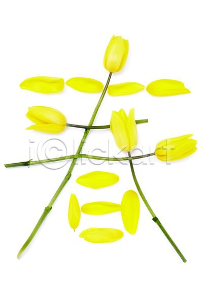 사람없음 JPG 포토 계절 꽃 꽃잎 노란색 단어 문자 봄 스튜디오촬영 식물 실내 자연 줄기 튤립 한자