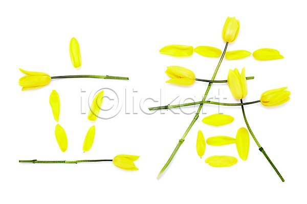 사람없음 JPG 포토 계절 꽃 꽃잎 노란색 단어 문자 봄 스튜디오촬영 식물 실내 입춘 자연 줄기 튤립 한자