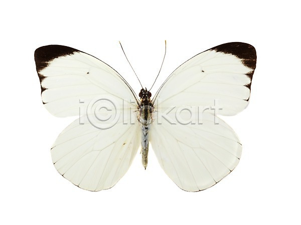사람없음 JPG 포토 계절 곤충 나비 동물 봄 부니아에큰흰나비 스튜디오촬영 실내 자연 한마리 흰색