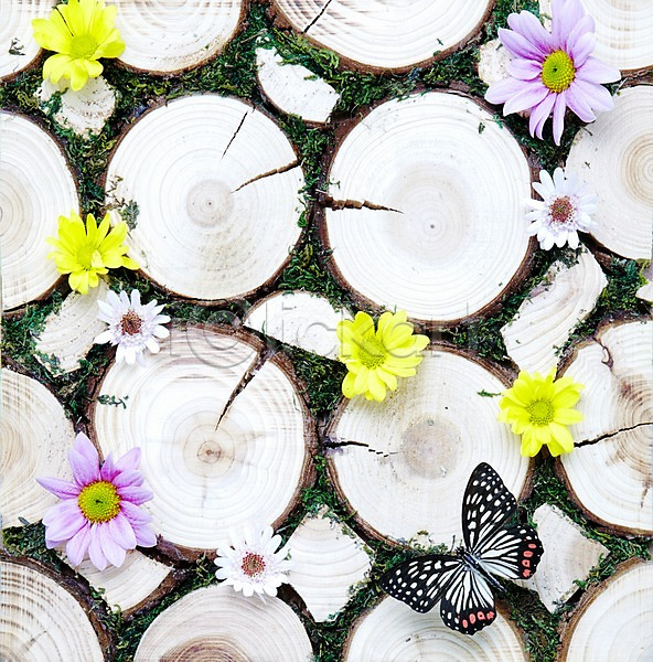 사람없음 JPG 포토 계절 곤충 꽃 나무판자 나비 동물 봄 소국 스튜디오촬영 식물 실내 왕오색나비 자연 한마리