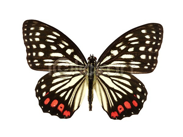사람없음 JPG 포토 계절 곤충 나비 동물 봄 스튜디오촬영 실내 왕오색나비 자연 한마리