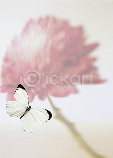 사람없음 JPG 포토 계절 곤충 꽃 나비 동물 봄 부니아에큰흰나비 스튜디오촬영 식물 실내 자연 한마리