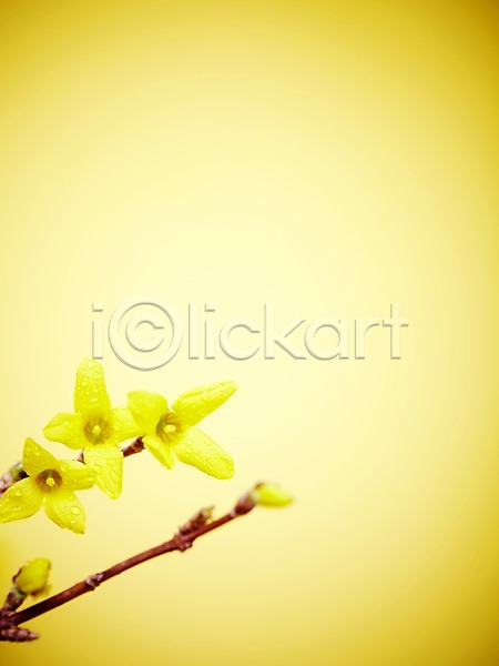 사람없음 JPG 포토 개나리 계절 꽃 나뭇가지 노란색 물방울 봄 스튜디오촬영 식물 실내 자연