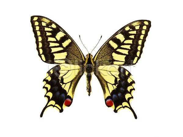 사람없음 JPG 포토 계절 곤충 나비 동물 봄 산호랑나비 스튜디오촬영 실내 자연 한마리