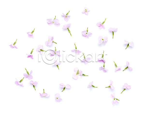사람없음 JPG 포토 계절 꽃 꽃잎 봄 분홍색 수국 스튜디오촬영 식물 실내 자연