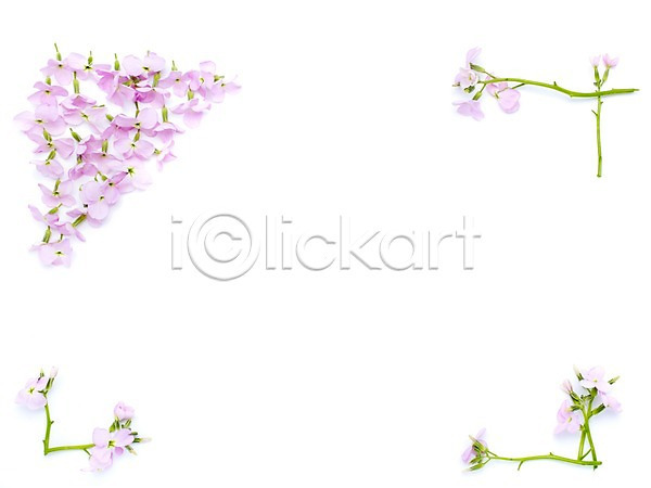 사람없음 JPG 포토 계절 꽃 봄 분홍색 사각틀 수국 스튜디오촬영 식물 실내 자연 프레임