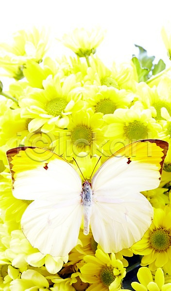 사람없음 JPG 포토 계절 곤충 꽃 나비 동물 봄 소국 스튜디오촬영 실내 에니페노랑나비 자연 한마리