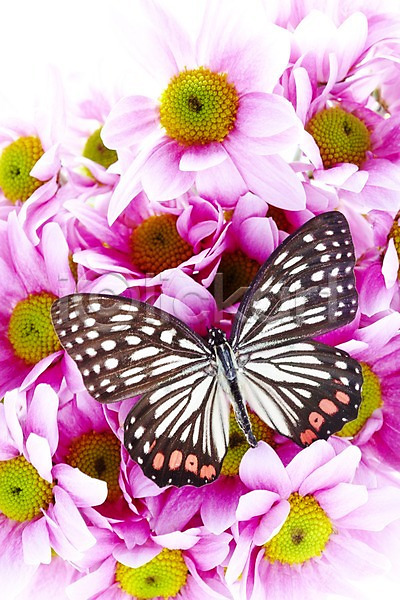사람없음 JPG 포토 계절 곤충 꽃 나비 동물 봄 소국 스튜디오촬영 실내 왕오색나비 자연 한마리