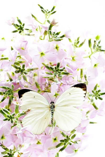 사람없음 JPG 포토 계절 곤충 꽃 나비 동물 봄 부니아에큰흰나비 수국 스튜디오촬영 실내 자연 한마리