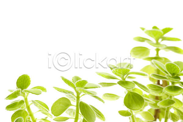 사람없음 JPG 포토 계절 누끼 라이프 봄 생명 스튜디오촬영 식물 실내 원예식물 잎 자연 장미허브 화초