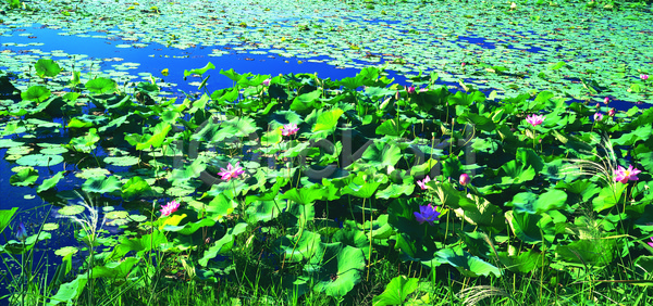 상쾌 사람없음 JPG 포토 꽃 꽃밭 물 밭 식물 야외 연꽃(꽃) 자연 초록색 컬러 파노라마 풀(식물) 풍경(경치) 한국