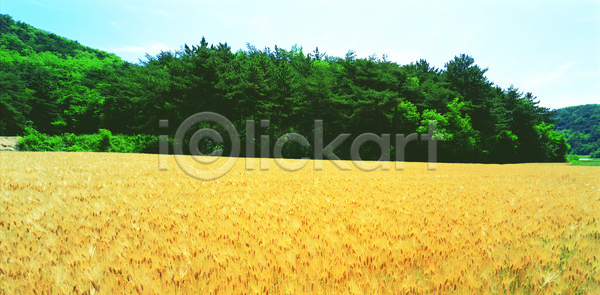 상쾌 사람없음 JPG 포토 나무 노란색 밭 보리 보리밭 숲 야외 자연 초록색 컬러 파노라마 풍경(경치) 한국