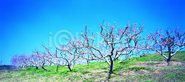 상쾌 사람없음 JPG 포토 과수원 꽃 나무 밭 복숭아 야외 여러개 자연 컬러 파노라마 풍경(경치) 하늘 한국