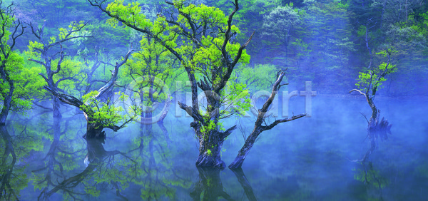 상쾌 사람없음 JPG 포토 나무 물 반사 버드나무 식물 안개 야외 자연 저수지 주산지 주왕산 청송 컬러 파노라마 풍경(경치) 한국 호수