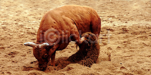 사람없음 JPG 포토 가축 경기 동물 모래 민속 세시풍속 소 소싸움 싸움 이벤트 전통놀이 전통행사 축제 한국전통 한마리 황소