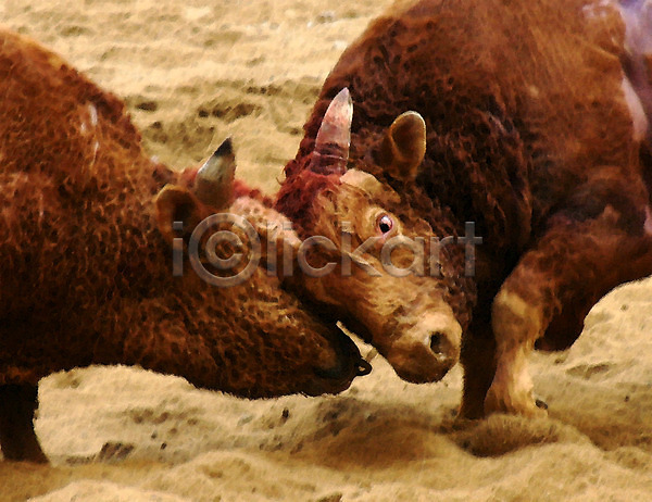 사람없음 JPG 포토 가축 경기 동물 두마리 모래 민속 뿔 세시풍속 소 소뿔 소싸움 싸움 이벤트 전통놀이 전통행사 축제 한국전통 황소