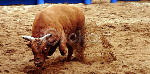 사람없음 JPG 포토 가축 경기 동물 모래 민속 세시풍속 소 소싸움 싸움 이벤트 전통놀이 전통행사 축제 한국전통 한마리 황소