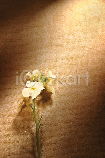 사람없음 JPG 아웃포커스 포토 그림자 꽃 꽃백그라운드 백그라운드 식물 실내 여러송이 컬러
