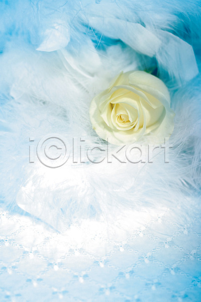 사람없음 JPG 아웃포커스 포토 깃털 꽃 꽃백그라운드 백그라운드 식물 실내 장미 컬러 한송이 흰색