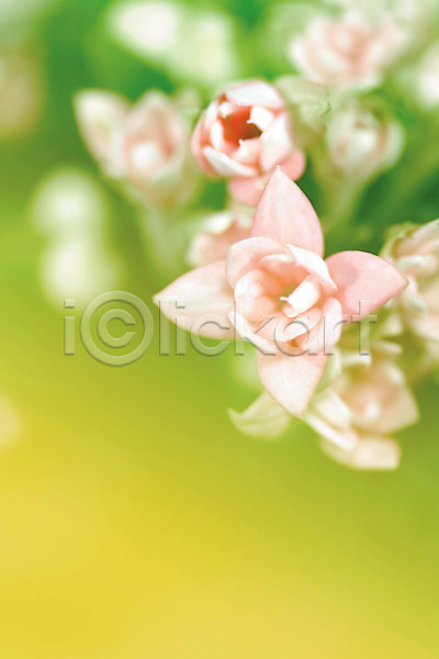 사람없음 JPG 아웃포커스 포토 하이앵글 꽃 꽃백그라운드 백그라운드 식물 실내 여러송이 컬러