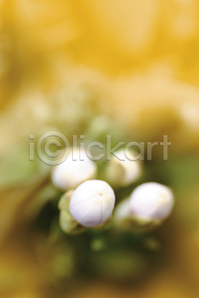 사람없음 JPG 아웃포커스 포토 꽃 꽃백그라운드 꽃봉오리 백그라운드 식물 실내 여러송이 컬러