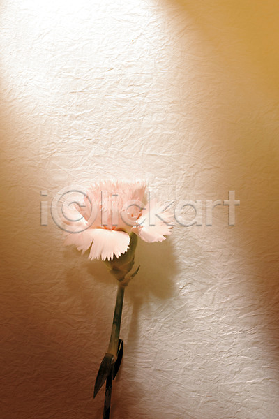 사람없음 JPG 포토 그림자 꽃 꽃백그라운드 백그라운드 벽 식물 실내 조명 카네이션 컬러 페인트칠 한송이