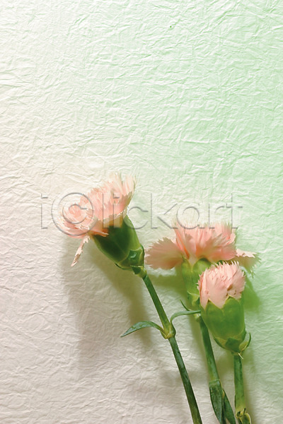 사람없음 JPG 포토 그림자 꽃 꽃백그라운드 백그라운드 벽 분홍색 세송이 식물 실내 카네이션 컬러