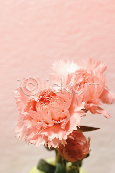 사람없음 JPG 근접촬영 아웃포커스 포토 꽃 꽃백그라운드 꽃병 백그라운드 세송이 식물 실내 카네이션 컬러