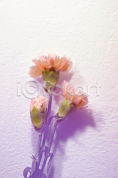 사람없음 JPG 포토 그림자 꽃 꽃백그라운드 백그라운드 벽 세송이 식물 실내 카네이션 컬러 페인트칠
