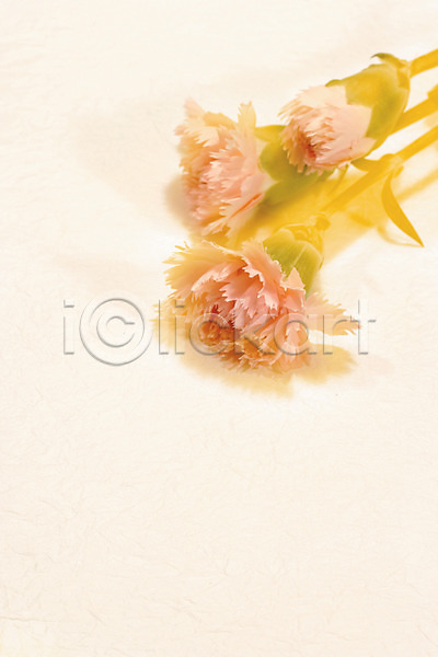 사람없음 JPG 아웃포커스 포토 그림자 꽃 꽃백그라운드 백그라운드 세송이 식물 실내 카네이션 컬러