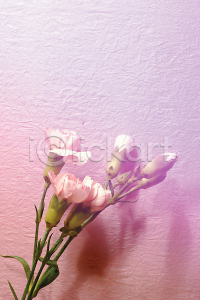 사람없음 JPG 포토 그림자 꽃 꽃백그라운드 꽃봉오리 백그라운드 벽 식물 실내 여러송이 카네이션 컬러