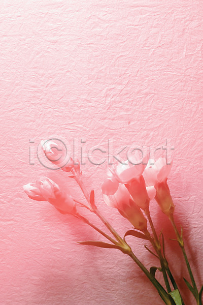 사람없음 JPG 포토 그림자 꽃 꽃백그라운드 백그라운드 벽 식물 실내 여러송이 카네이션 컬러 페인트칠