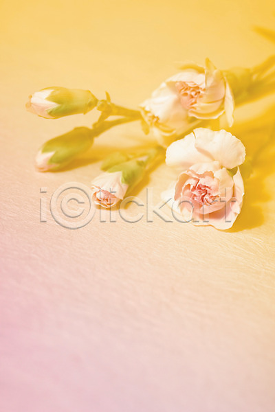 사람없음 JPG 아웃포커스 포토 그림자 꽃 꽃백그라운드 꽃봉오리 백그라운드 식물 실내 여러송이 카네이션 컬러