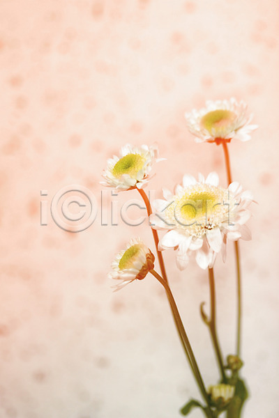 사람없음 JPG 아웃포커스 포토 국화 꽃 꽃백그라운드 백그라운드 식물 실내 여러송이 컬러