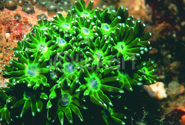 사람없음 JPG 근접촬영 포토 동물 말미잘 바다 바다동물 바닷속 생태계 수중 수중동물 수중사진 자연 자포동물 초록색 촉수 컬러 해저