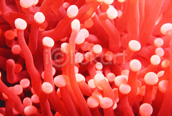 사람없음 JPG 근접촬영 포토 다홍색 동물 바다 바다동물 바닷속 백그라운드 빨간색 생물 생태계 수중 수중동물 수중사진 자연 촉수 컬러 해면류 해저