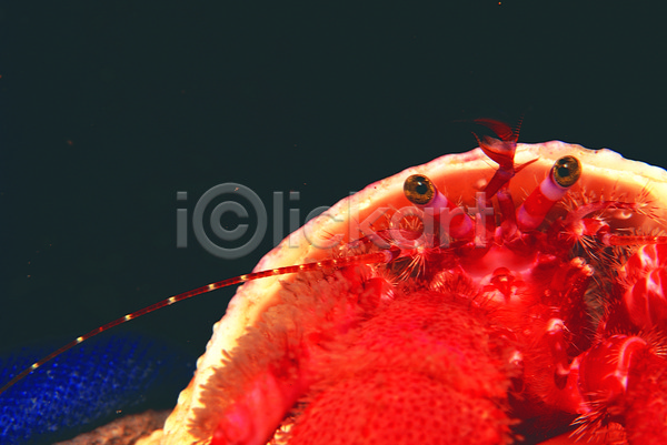 사람없음 JPG 근접촬영 포토 갑각류 게 꽃게 눈(신체부위) 눈동자 동물 바다 바다동물 바닷속 생태계 수중 수중동물 수중사진 자연 한마리 해저