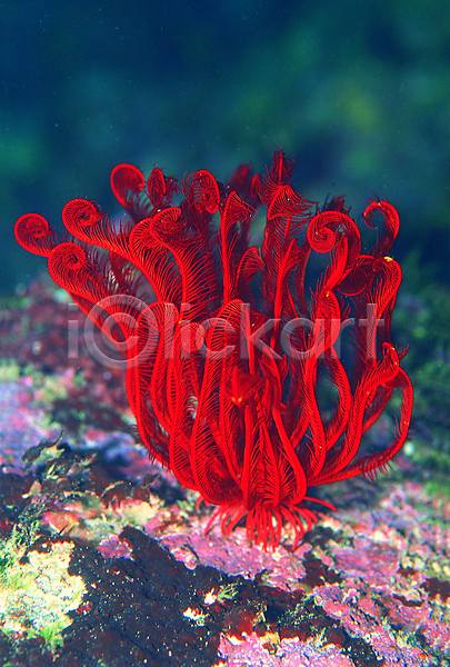 사람없음 JPG 근접촬영 포토 갯나리 극피동물 동물 바다 바다나리 바다동물 바닷속 빨간색 생태계 수중 수중동물 수중사진 자연 컬러 해저