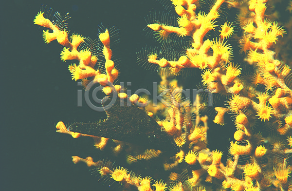 사람없음 JPG 근접촬영 포토 공생 공생관계 노란색 동물 바다 바다동물 바닷속 산호 산호초 생태계 수중 수중동물 수중사진 어패류 자연 자포동물 조개 촉수 컬러 해저