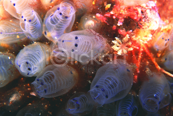 사람없음 JPG 근접촬영 포토 동물 멍게 바다 바다동물 바닷속 백그라운드 생태계 수중 수중동물 수중사진 자연 해저