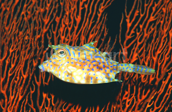 사람없음 JPG 근접촬영 포토 동물 바다 바다동물 바닷속 복어 산호 산호초 생태계 수중 수중동물 수중사진 어류 자연 한마리 해저