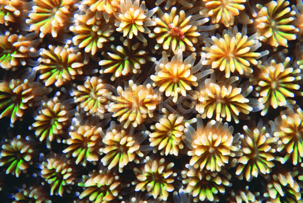 사람없음 JPG 근접촬영 포토 뇌산호 동물 바다 바다동물 바닷속 백그라운드 빨판 산호 산호초 생태계 수중 수중동물 수중사진 자연 자포동물 촉수 해저