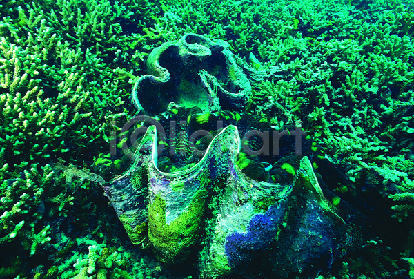 사람없음 JPG 포토 동물 바다 바다동물 바닷속 산호 산호초 생태계 수중 수중동물 수중사진 야외 어패류 자연 자이언트조개 조개 주간 풍경(경치) 해저