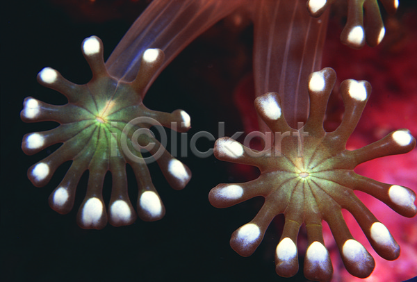 사람없음 JPG 근접촬영 포토 동물 말미잘 바다 바다동물 바닷속 빨판 생태계 수중 수중동물 수중사진 자연 자포동물 촉수 해저